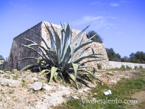 "Lamione" with square plant  