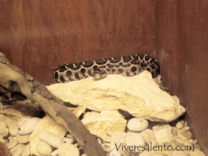 Vipera aspis