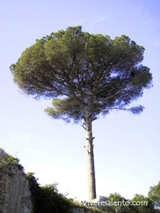 Pino domestico (Pinus pinea)
