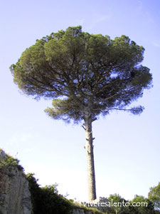 Pinus pinea