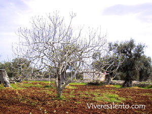 Albero di fico (Ficus carica)