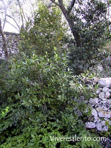 Arbusto di mirto (Myrtus communis)