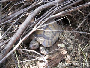 Testudo hermanni