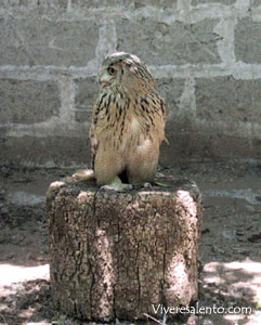 Bubo bubo