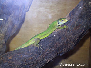 Ramarro (Lacerta viridis)