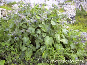 Borago officinalis