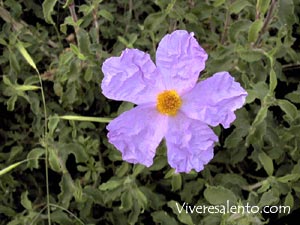 Cistus incanus