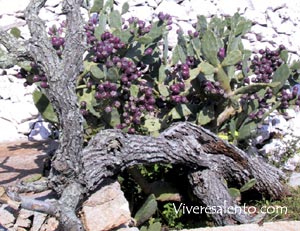 Fico d'india (Opuntia ficus-indica)