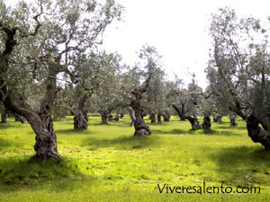 Olea europea