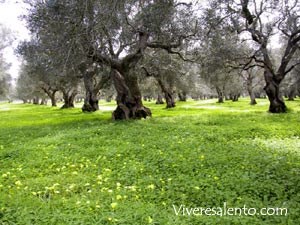 Alberi d'oliva (Olea europea)