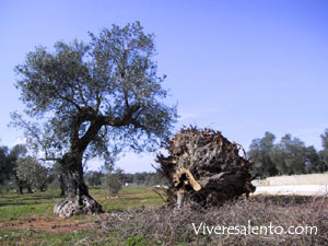 Olea europea