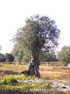 Albero d'oliva (Olea europea)