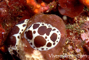 Vacchetta di mare (Discodoris atromaculata)