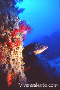 Cernia bruna  (Epinephelus guaza)