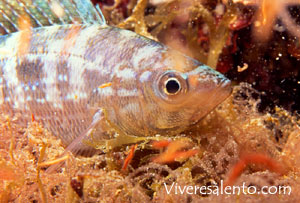 Perchia (Serranus cabrilla)