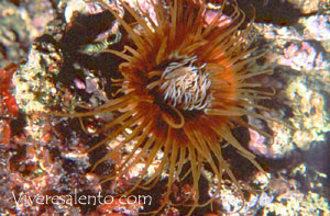 Cerianto (Cerianthus mambranaceus)