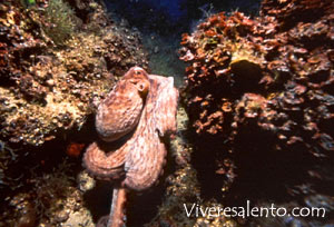 Polpo (Octopus vulgaris)