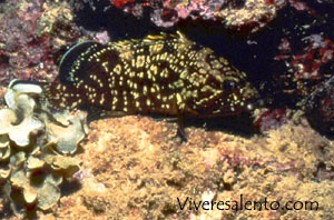 Cernia bruna  (Epinephelus guaza)