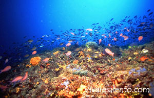 Castagnola rossa (Anthias anthias)