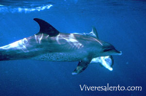Delfini (Delphinus delphis)