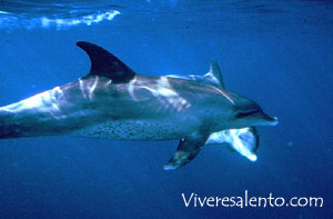 Delphinus delphis