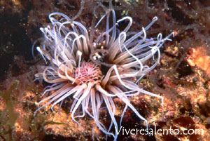 Cerianto (Cerianthus mambranaceus)