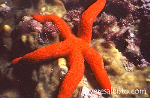 Stella marina rossa (Echinaster sepositus)