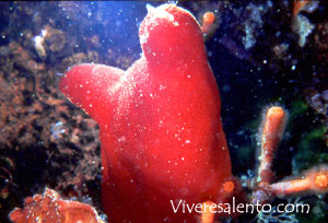 Patata di mare (Halocinthia papillosa)