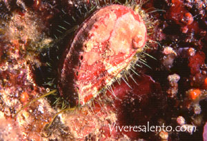 Orecchia di mare (Haliotis lamellosa)