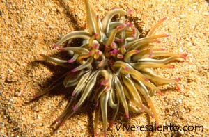 Anemone dorato (Condylactis aurantiaca)