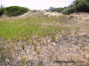 Vegetation at the back of the dunes 