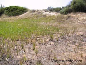 Vegetation hinter den Dnen