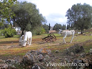 Crche Rupestre  